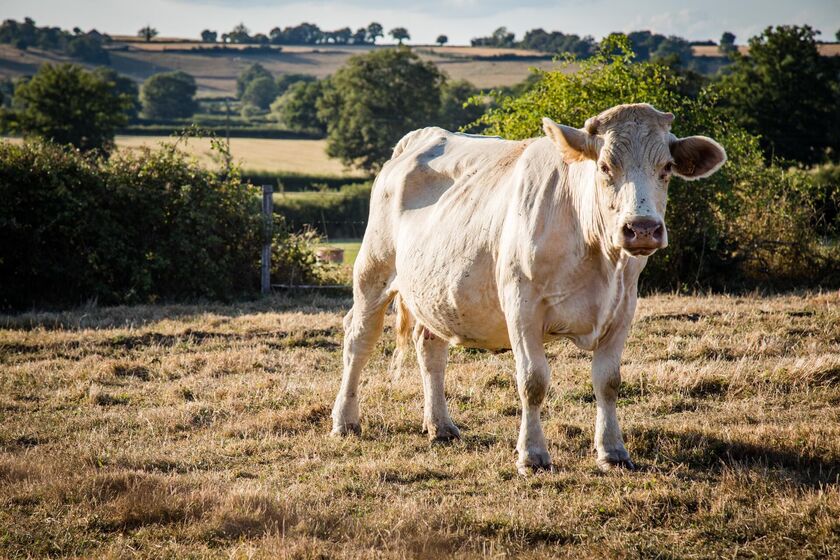 Transmission des exploitations agricoles : Quimper Bretagne Occidentale et la Chambre d’agriculture de Bretagne s’engagent